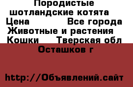 Породистые шотландские котята. › Цена ­ 5 000 - Все города Животные и растения » Кошки   . Тверская обл.,Осташков г.